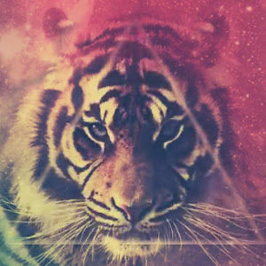 franciscacapela avatar