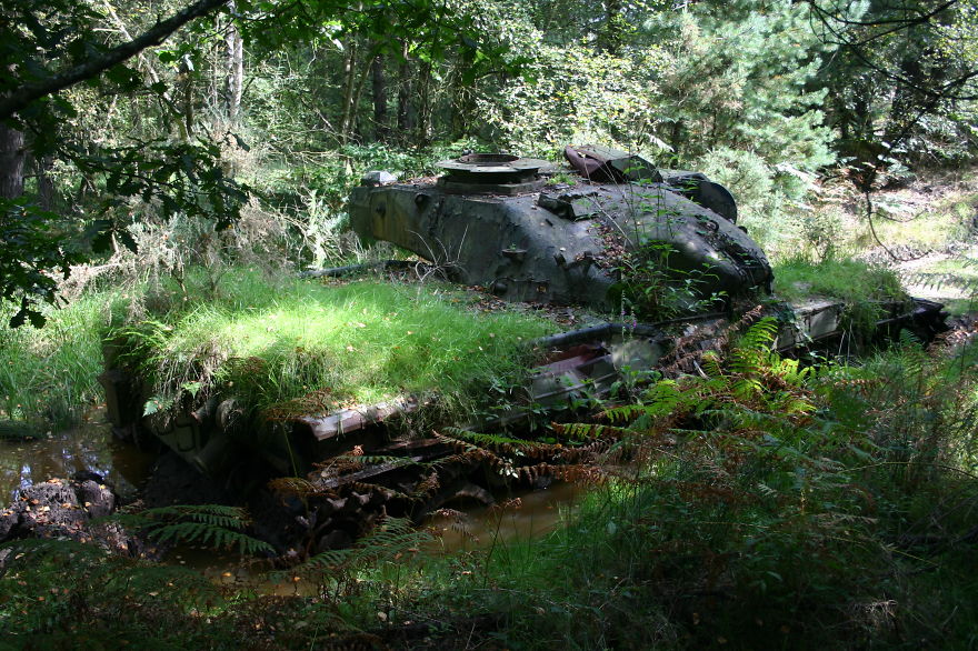 Chieftain, Slab Common, Bordon, Uk