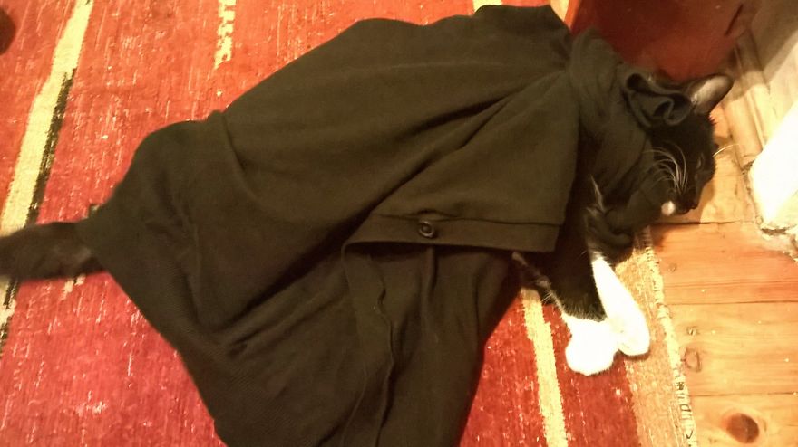 Batcat After Defeating A Furious Shoe Box