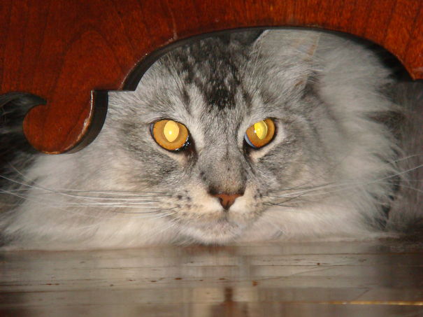 Close-up of a Maine C**n cat with long fur and bright yellow eyes peering from under a wooden object.