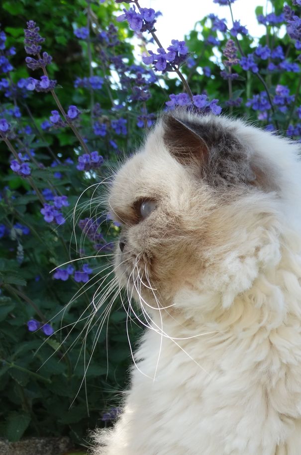 Poppy In The Catmint