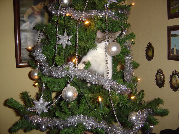 Feline Reindeers Don't Have Red Noses, They Prefer Silver...