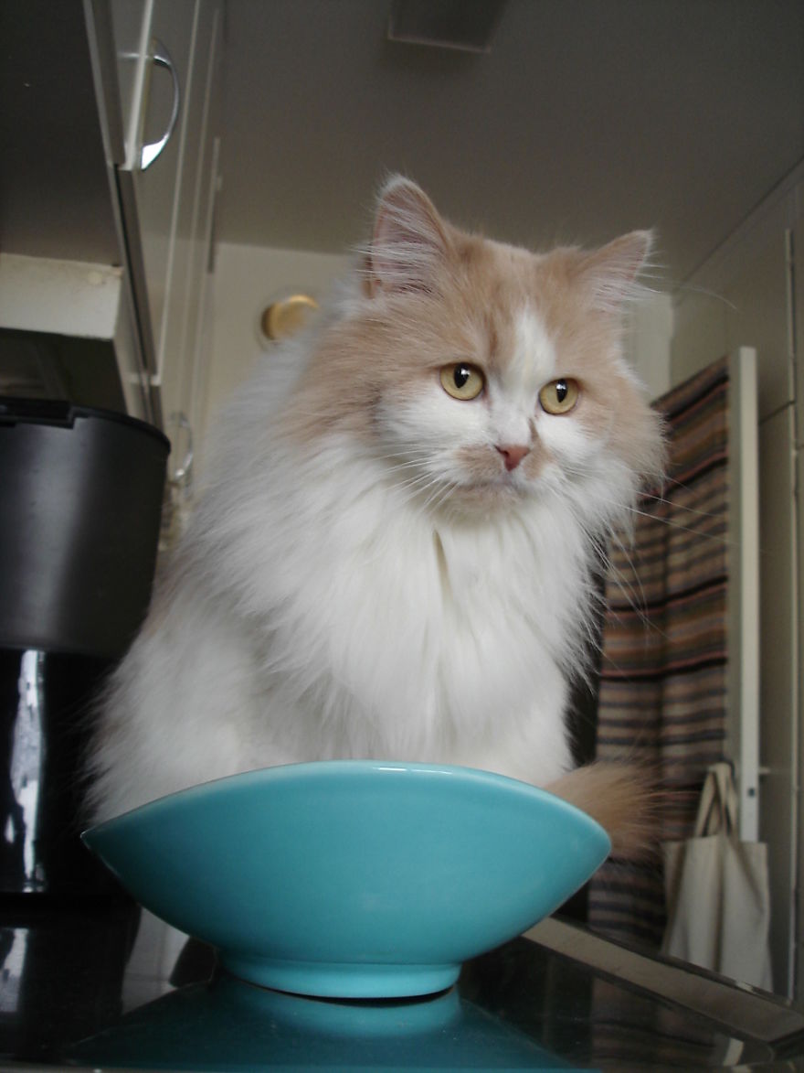 Mipp From Sweden Now 13 Year. Found A Snowey Night Hungry Cold About 1/2 Year Nearly Dead