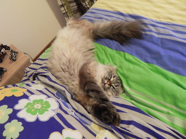 Tisavia. Or How To Grow Some Fluff