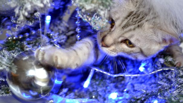 Benji And His Bauble