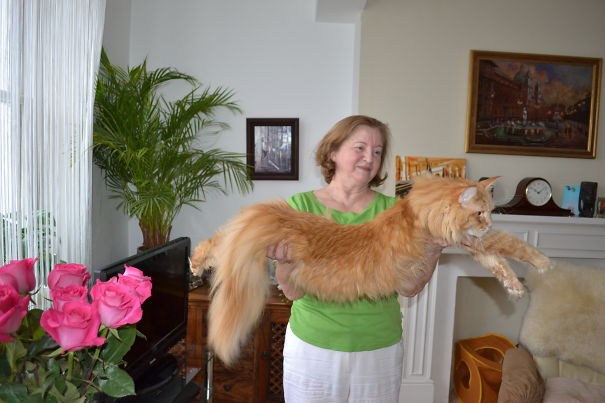 Woman in green shirt holding a large Maine C**n cat with fluffy fur indoors near pink roses and a fireplace