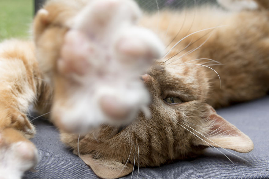 Diva Cat: Don't Put That Camera In My Face!