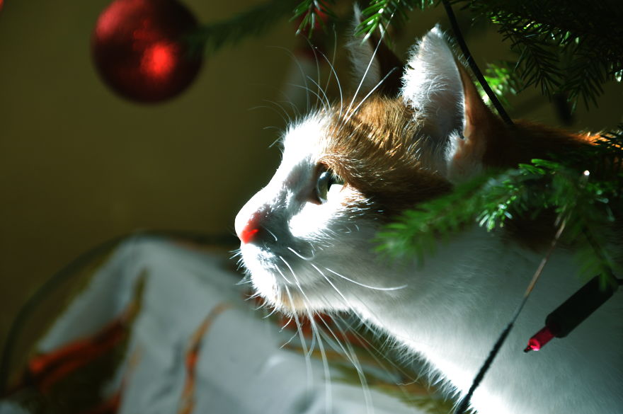 Kožlík O Vánocích.