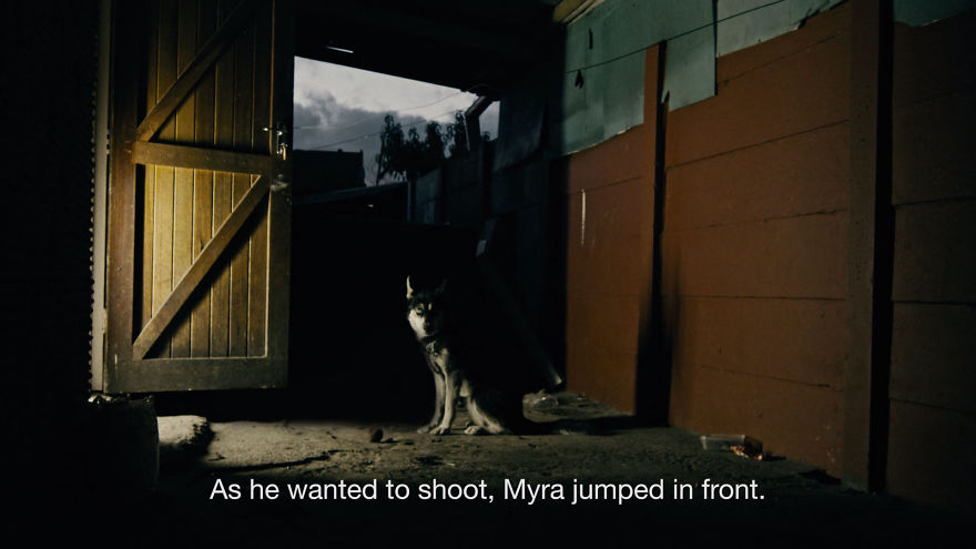 Dog Takes A Bullet To Save A Little Kid