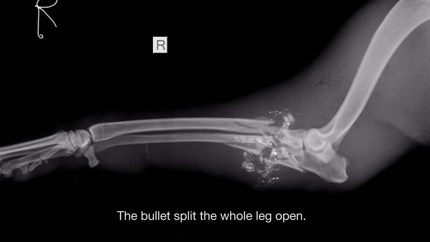 Dog Takes A Bullet To Save A Little Kid