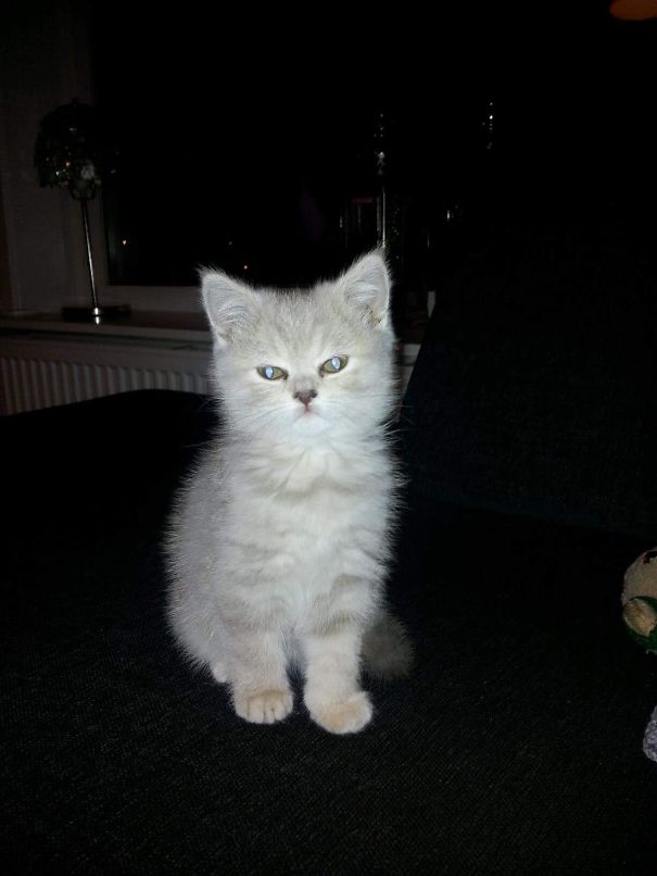 Zara, Our Fluffy Baby.