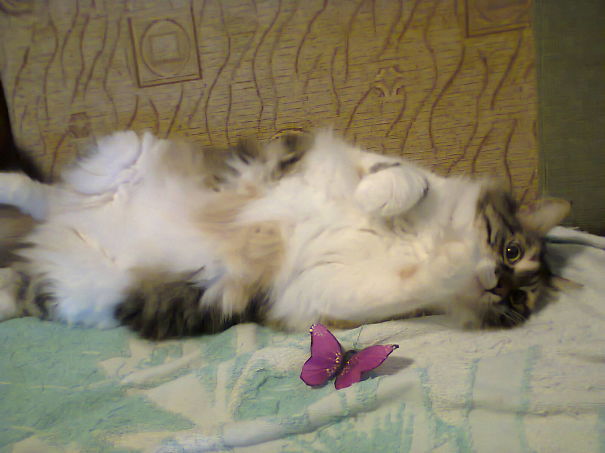 I Wants Belly Rubs...