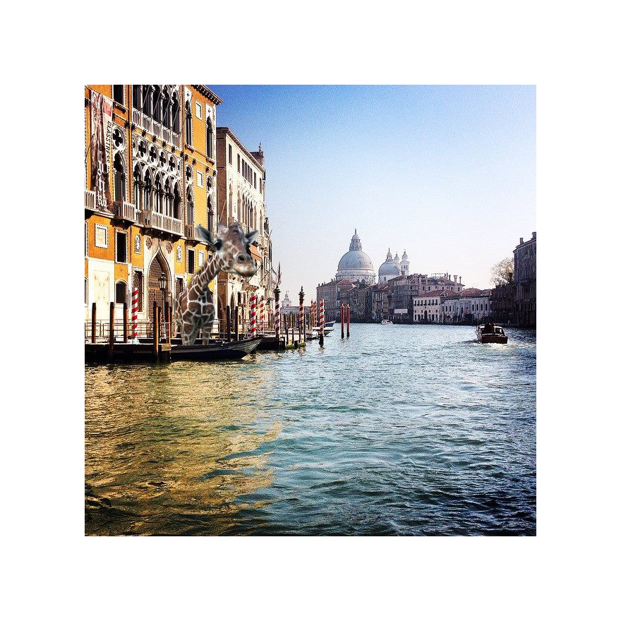 Giraffe In Venice