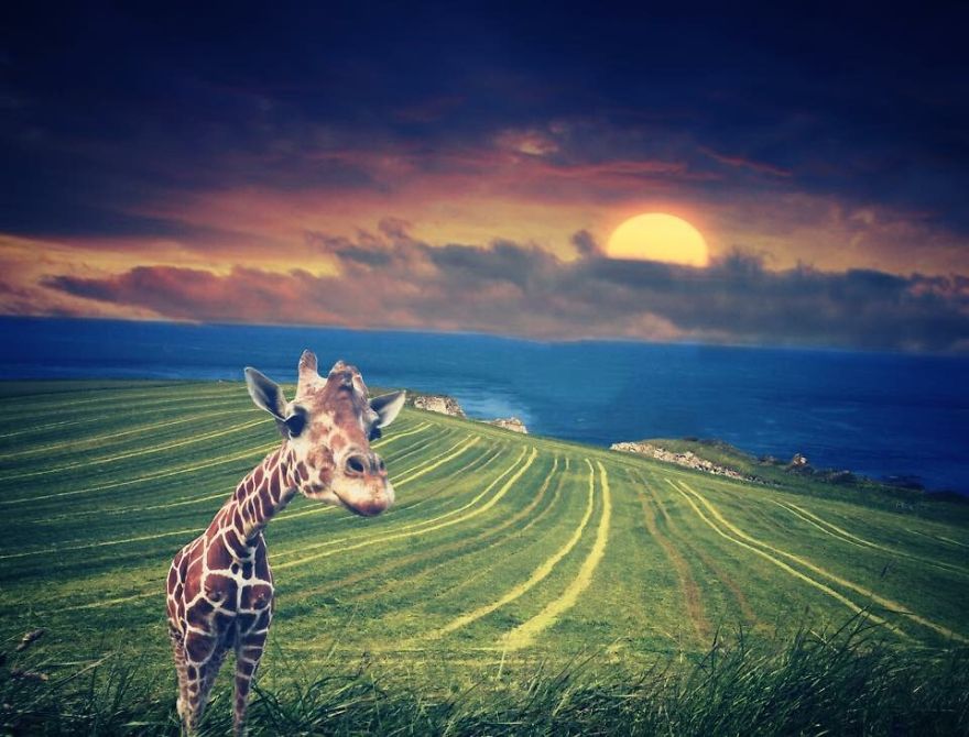 Giraffe Watching A Sunset