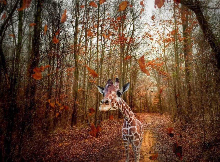 Giraffe In A Forest