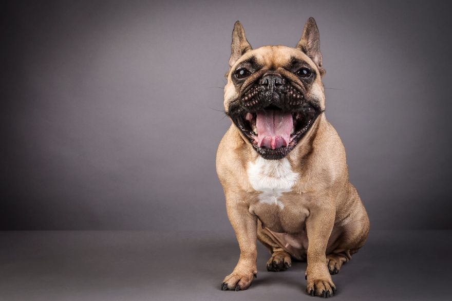 I Shoot Dogs... With My Camera!