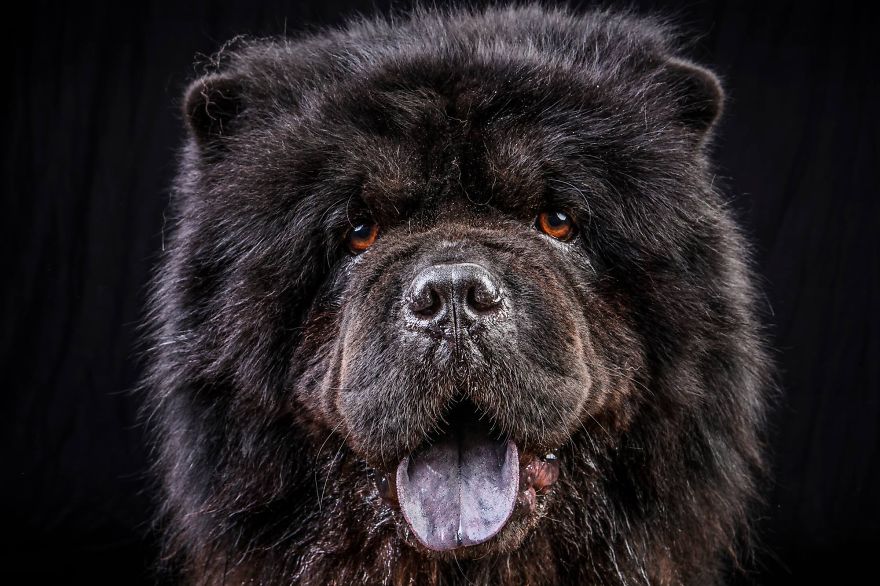 I Shoot Dogs... With My Camera!