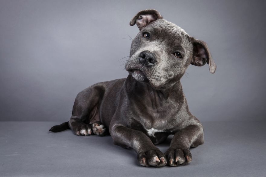 I Shoot Dogs... With My Camera!