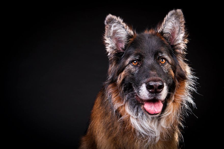 I Shoot Dogs... With My Camera!