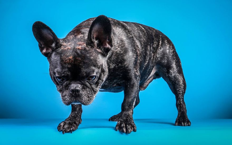 I Shoot Dogs... With My Camera!