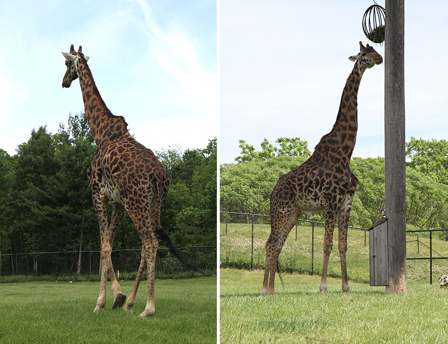 I Photograph Zoo Animals And Turn Them Into Surreal Images I Photograph Zoo Animals And Turn Them Into Surreal Images