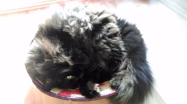 Ziggy Stardust, Fluffmaster. :)