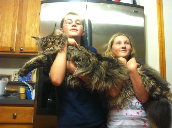 Two children holding a giant Maine C**n cat indoors, showcasing the cat's large size and soft fur.