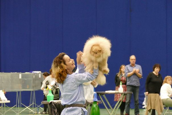 Sw14'12 Sc (n)du Monet Prince Of Persia Jw Dsm Winning His 25th Best In Show