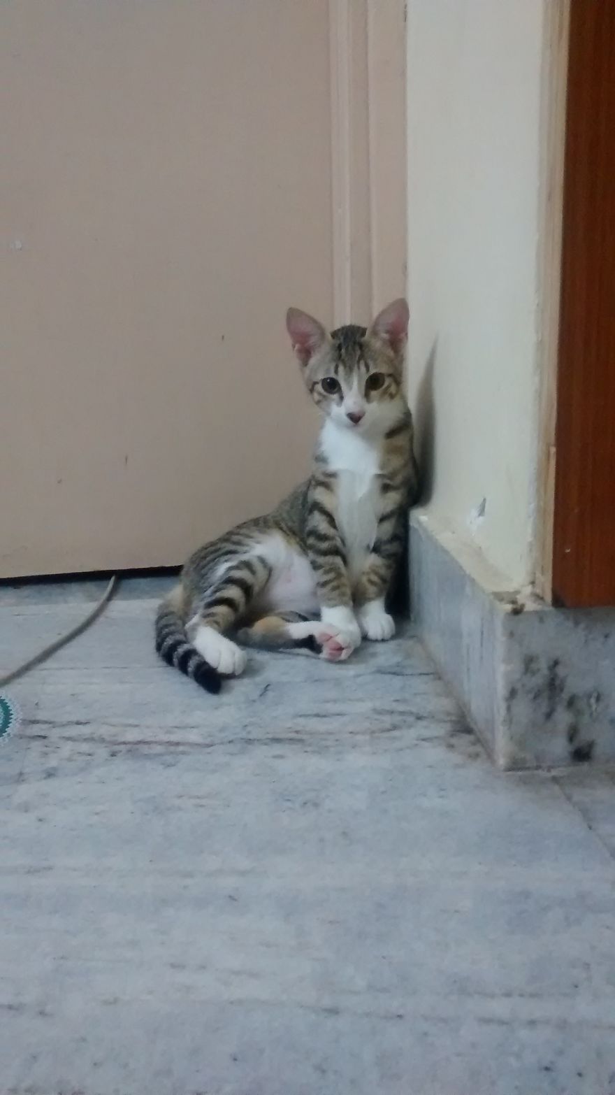 10 On 10 For The Purrfect Pose, Posture And Poise ;)