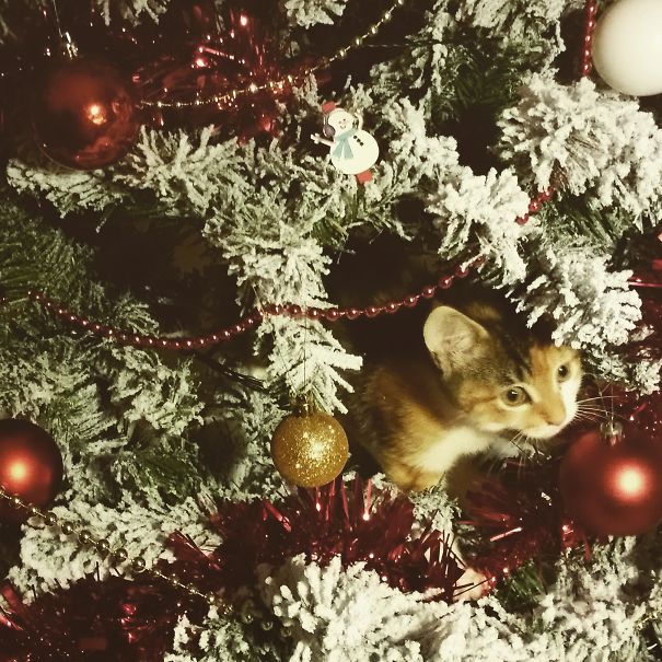 My Boyfriend Got Me A Kitten For Christmas