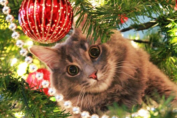 Cat peeking through Christmas tree branches near a red ornament.