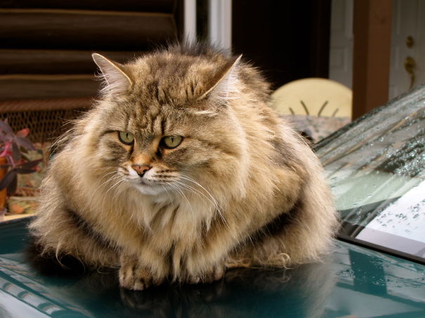 Fluffy, His Name Says It All!