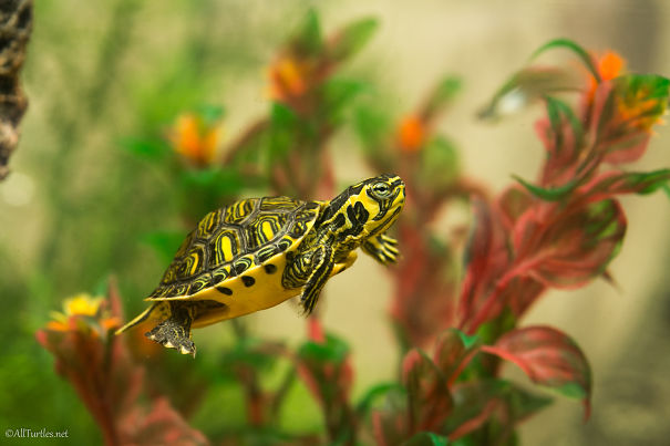 Swimming Yellow Bellied Slider Named Teknö