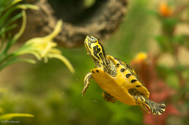Yellow Bellied Slider Named Teknö