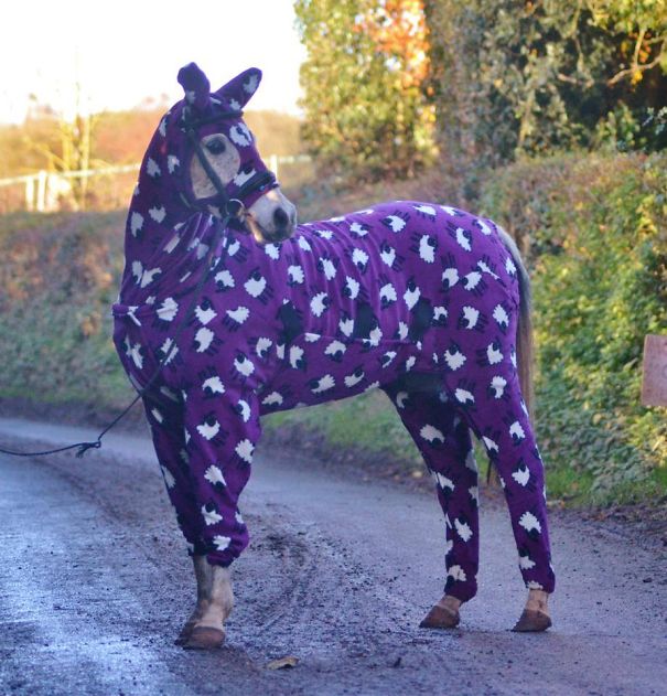 Horse In A Onesie