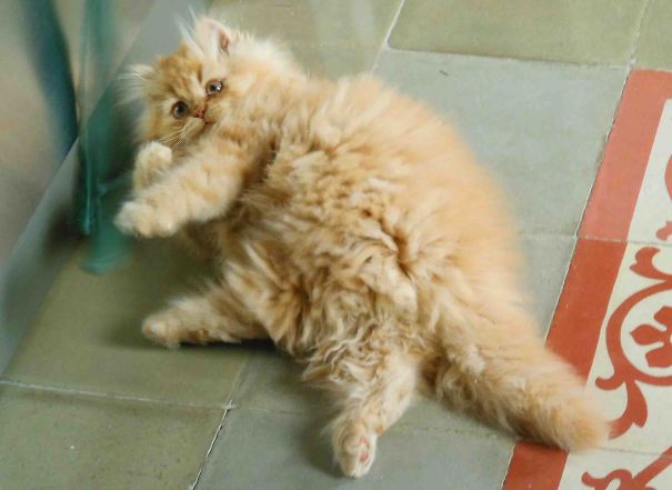 Introducing Miss Momo-ko