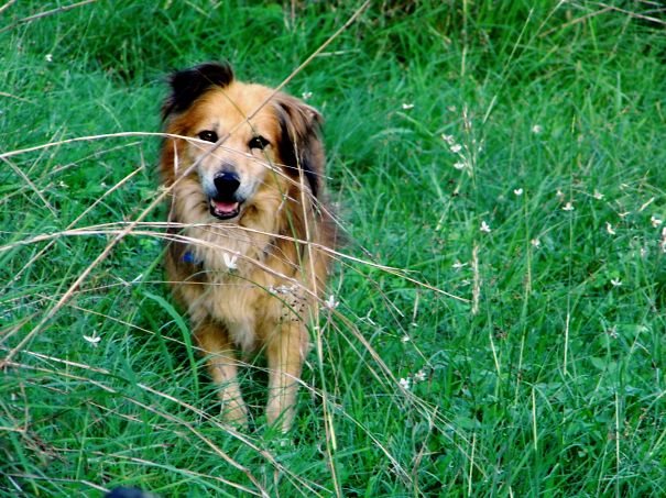 Morning And Evening Walks With Jackie !!