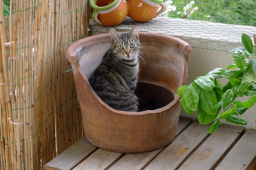 Oh, Who's Disturbing?