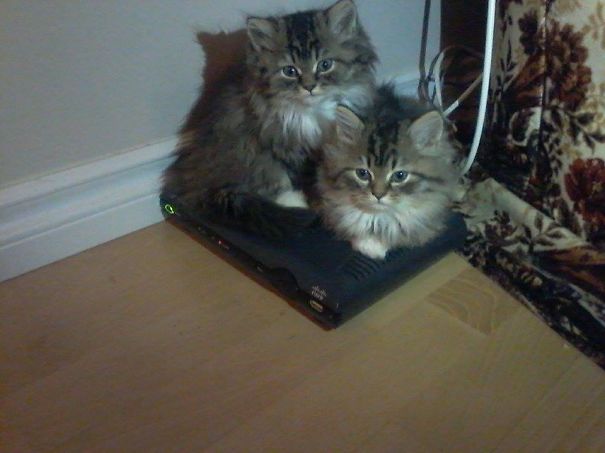 Worlds Floofiest Babies!