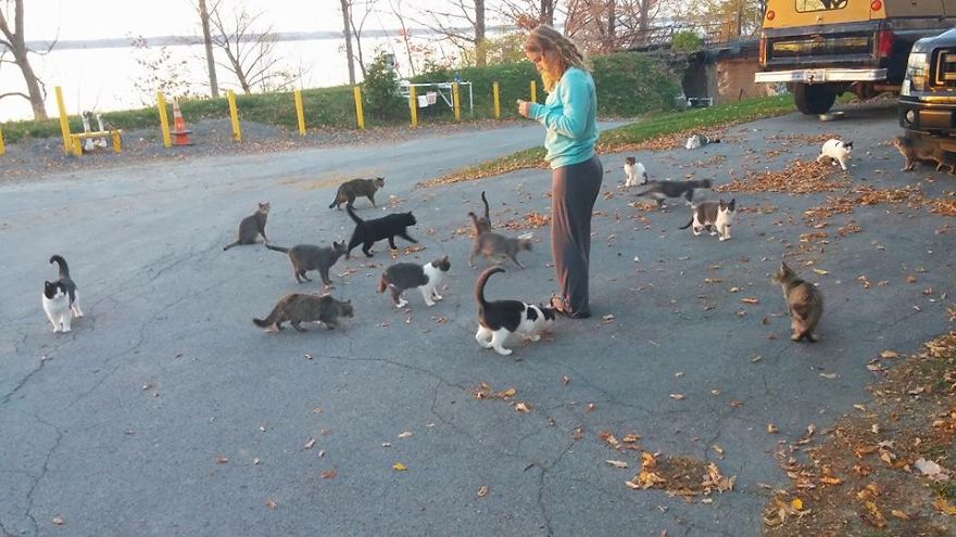 Socializing Feral Cats