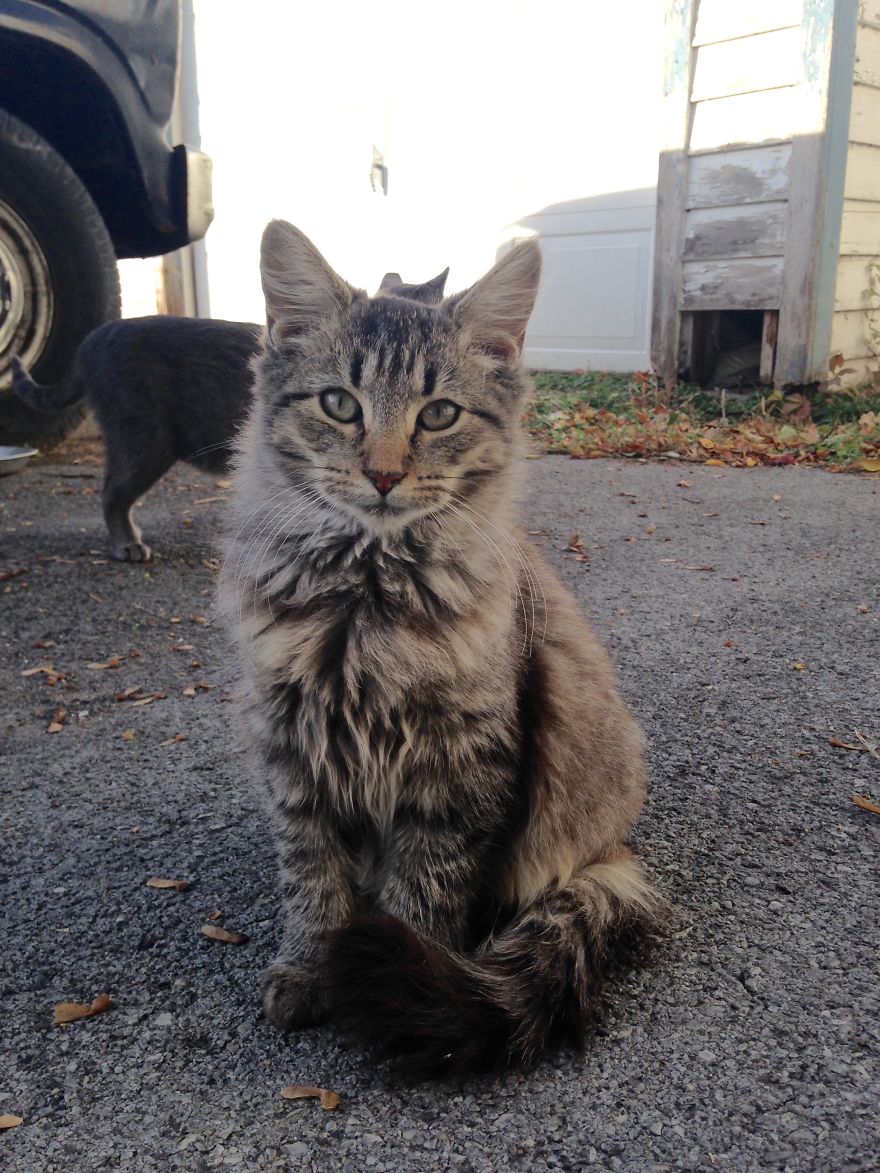 Socializing Feral Cats Socializing Feral Cats