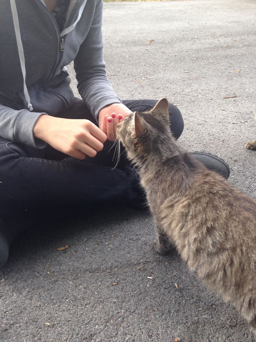 Socializing Feral Cats
