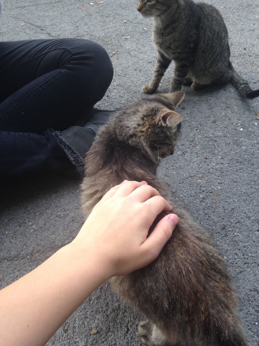 Socializing Feral Cats Socializing Feral Cats