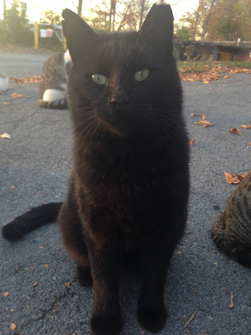 Socializing Feral Cats Socializing Feral Cats