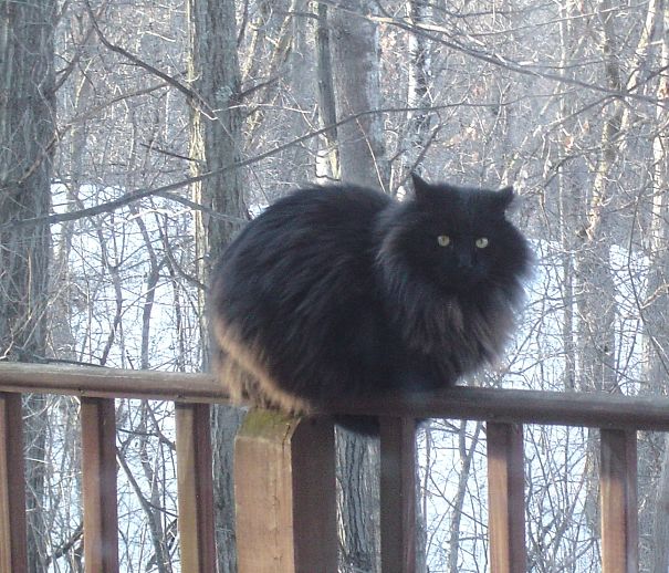 Spicy The Jumbo Cat On Deck Rail