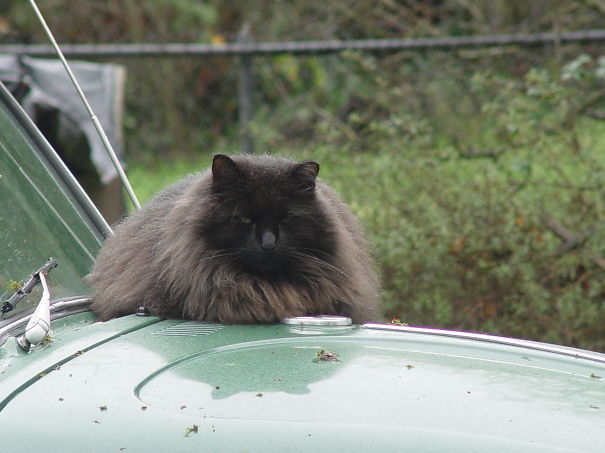 Spicy The Jumbo Cat Displays Cattitude On Vw Bug