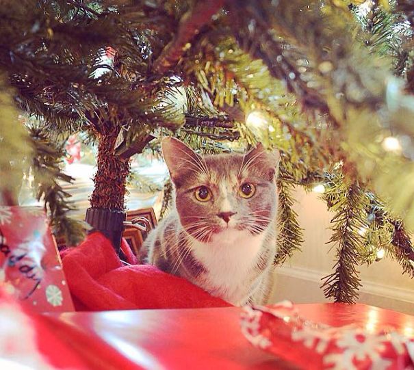 Squeaky Boots In Tennessee