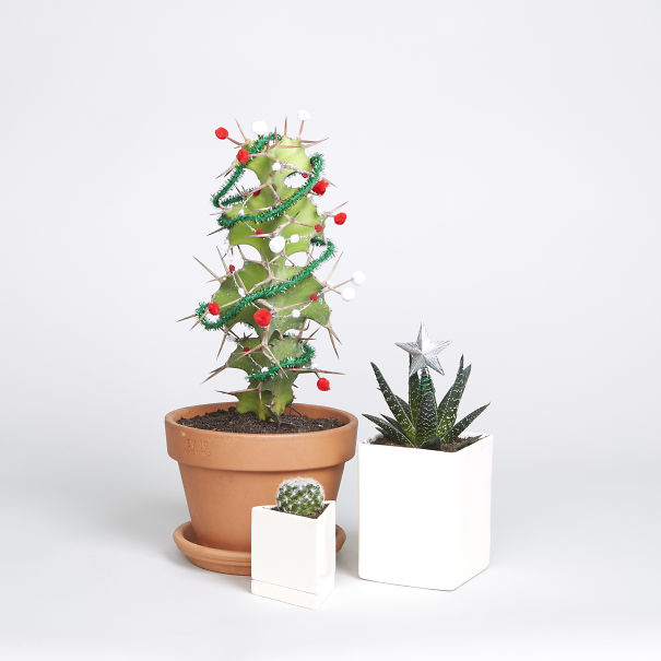 The Sill - Hot Holiday Tree