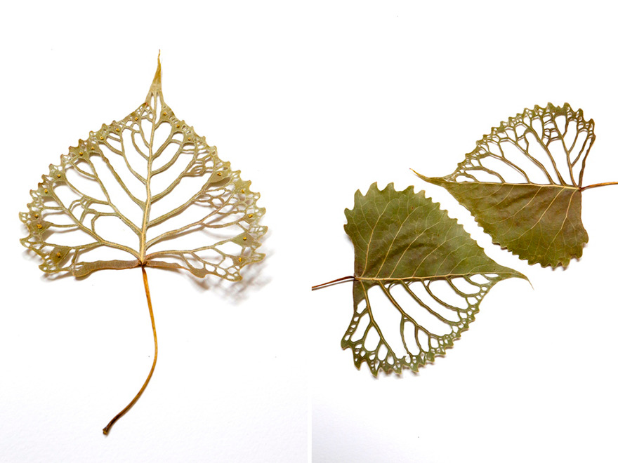 I Transform Leaves Into Art With Embroidery I Transform Leaves Into Art With Embroidery