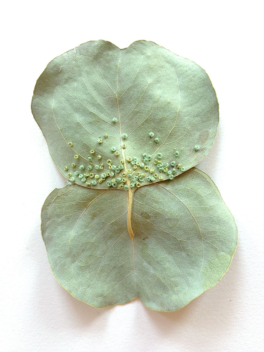 I Transform Leaves Into Art With Embroidery I Transform Leaves Into Art With Embroidery